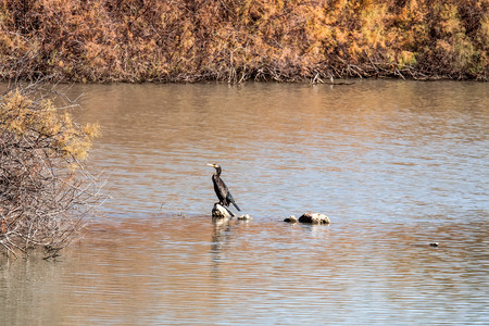 Cormorant standing on lakeの写真素材