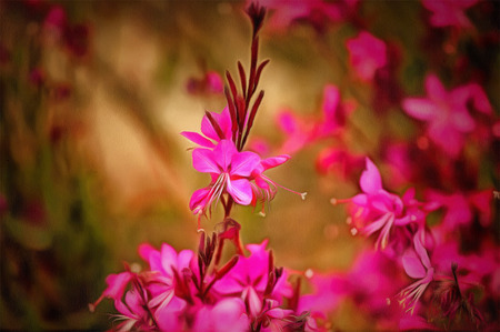 Gaura lindheimeri  beautiful pink flower  drawing filterの写真素材