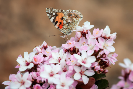 Butterfly on a flowerの写真素材