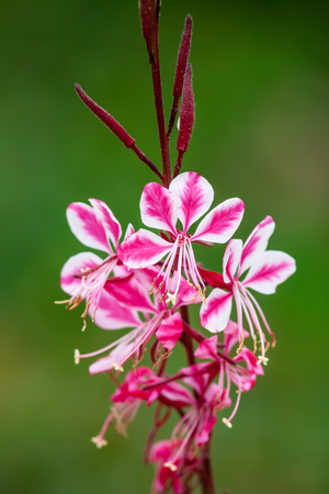 Gaura lindheimeri  beautiful pink flowerの写真素材