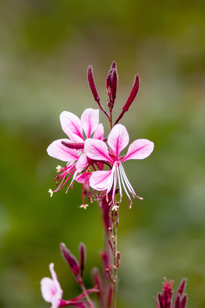 Gaura lindheimeri  beautiful pink flowerの写真素材
