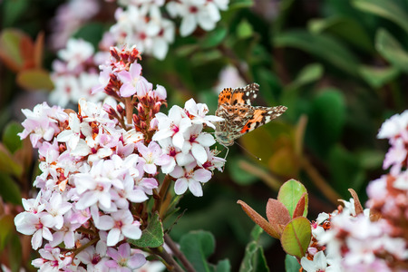 Butterfly on a flowerの写真素材
