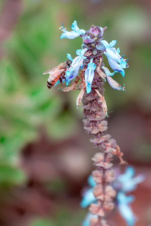 A honey bee on a flowerの写真素材
