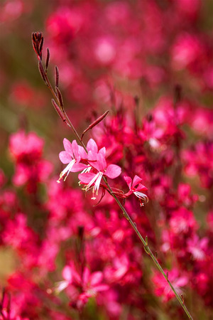 Gaura lindheimeri  beautiful pink flowerの写真素材