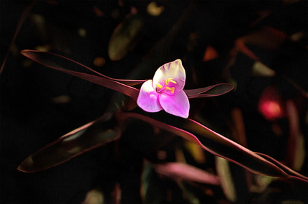 Beautiful purple water flower on a lake  drawing filterの写真素材