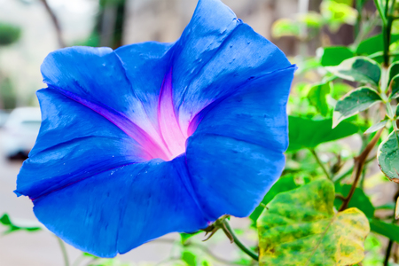 Close up of bellflowerの写真素材