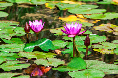 Beautiful purple water lilies floating on a lakeの写真素材