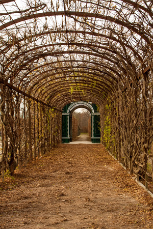 Rose trellis from the garden of Schoenbrunn Palace in Viennaのeditorial素材