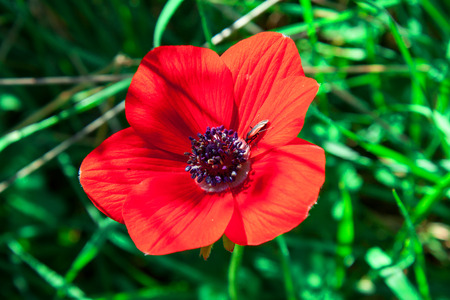 Anemones bloom in  Israelの写真素材