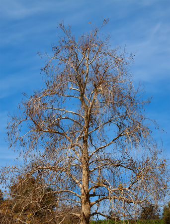 Naked birch treeの写真素材