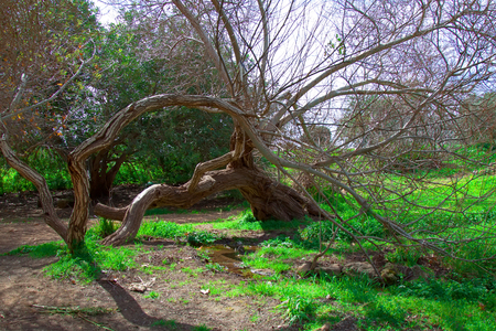 Naked birch treeの写真素材
