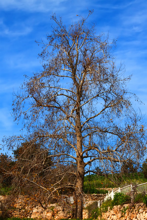 Naked birch treeの写真素材
