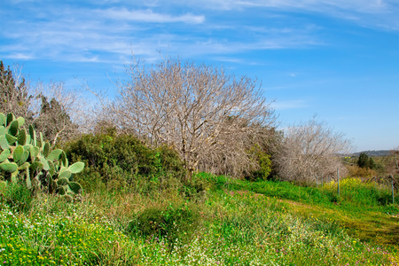 Naked birch treeの写真素材
