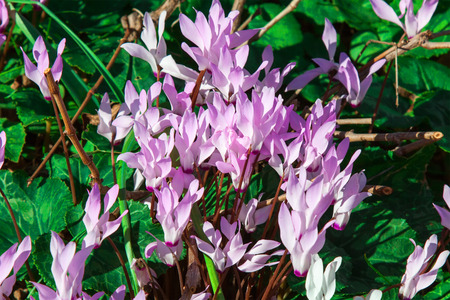 Spring blossom of fresh cyclamen flowersの写真素材