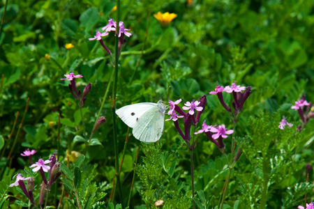 White butterfly on a purple flowerの写真素材