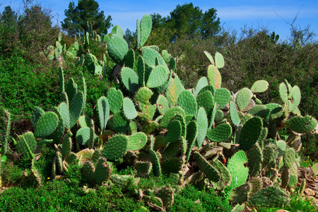 Prickly pear cactus  in Israelの写真素材