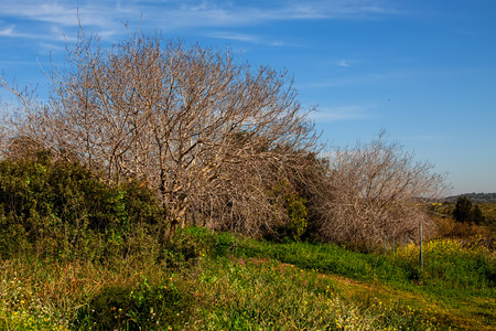 Field of spring flowersの写真素材