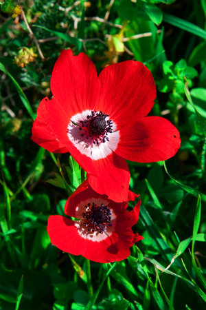 Anemones bloom in  Israelの写真素材