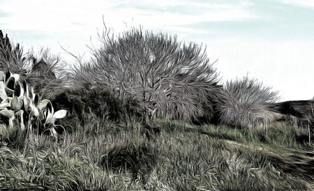 Naked birch tree  drawing filterの写真素材