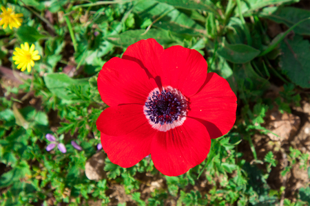 Anemones bloom in  Israelの写真素材