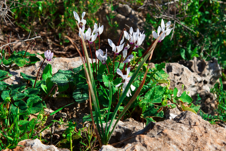 Cyclamen Cyprium flowers (Cyprus cyclamen) growing in a forest.の写真素材
