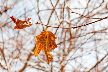 Autumn leaves with clear sky backgroundの写真素材