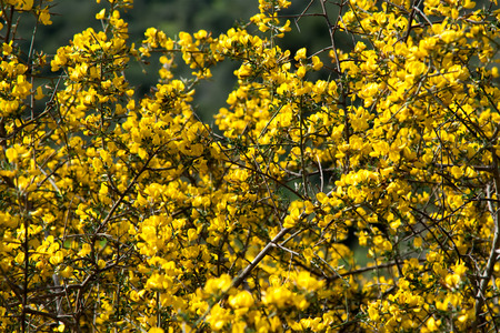 yellow wild flowersの写真素材