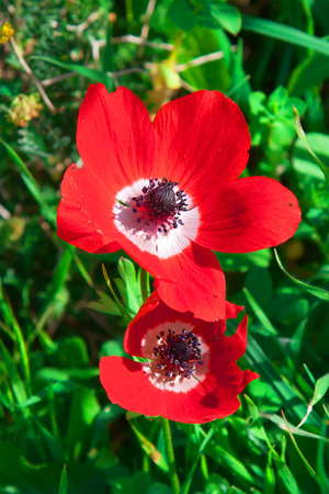 Anemones bloom in  Israelの写真素材