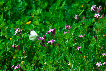 White butterfly on a purple flowerの写真素材
