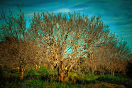 Naked birch tree  drawing filterの写真素材