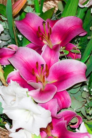 Pink lilly flowerの写真素材