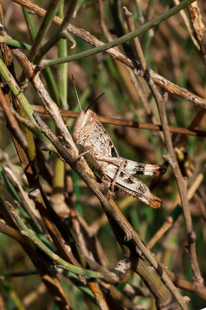 Meadow Grasshopper (Chorthippus parallelus)の写真素材