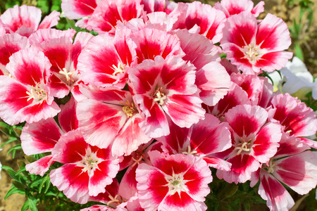 pansies in gardenの写真素材