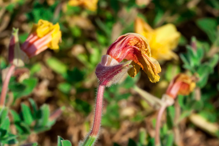withered flowers. death, end of lifeの写真素材