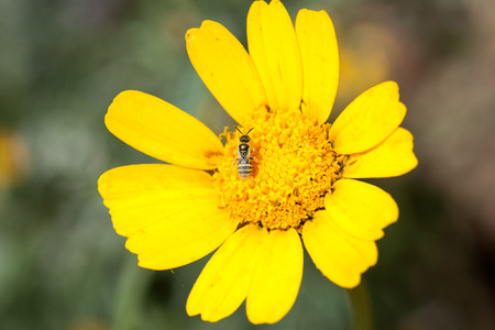bug on chrysanthemum flowerの写真素材