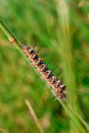 Hairy caterpillarの写真素材