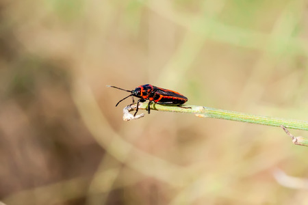 Graphosoma lineatum Strip bugsの写真素材