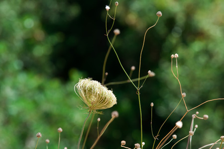 desert wild flower rampionの写真素材