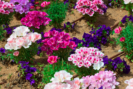 mixed pansies in gardenの写真素材