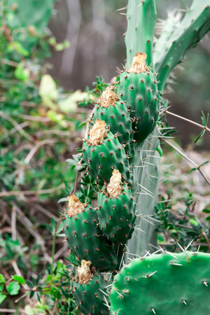 Tzabar cactus, or prickly pearの写真素材
