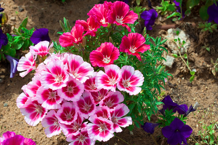 mixed pansies in gardenの写真素材