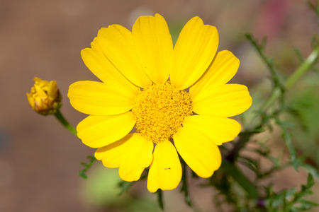 chrysanthemum flowerの写真素材