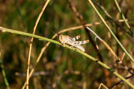 Meadow Grasshopper (Chorthippus parallelus)の写真素材