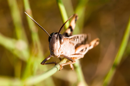 Meadow Grasshopper (Chorthippus parallelus)の写真素材