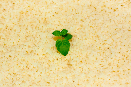 close up couscous grainsの写真素材