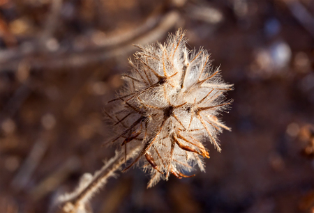 desert wild flower rampionの写真素材