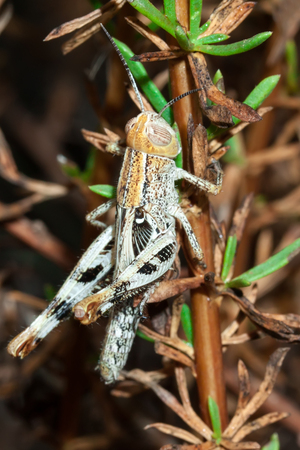Meadow Grasshopper (Chorthippus parallelus)の写真素材