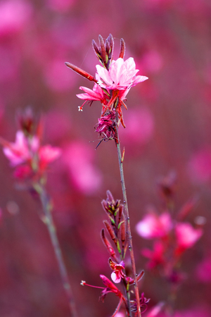 Gaura lindheimeri beautiful pink flowerの写真素材