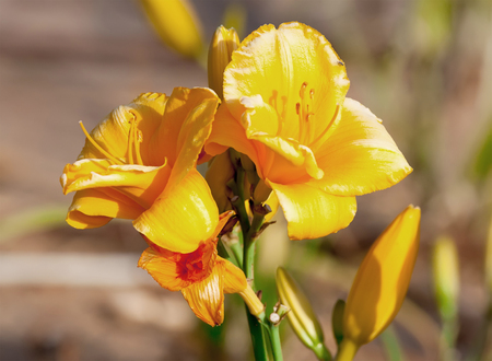 yellow fritillaria imperialisの写真素材