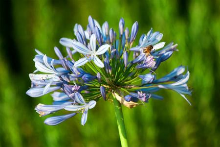 Muscari blue flowersの写真素材